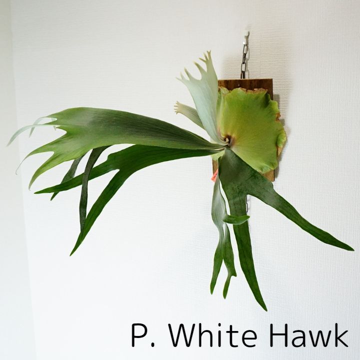 ホワイトホーク オリジナル（ビカクシダ、コウモリラン）P. White Hawk