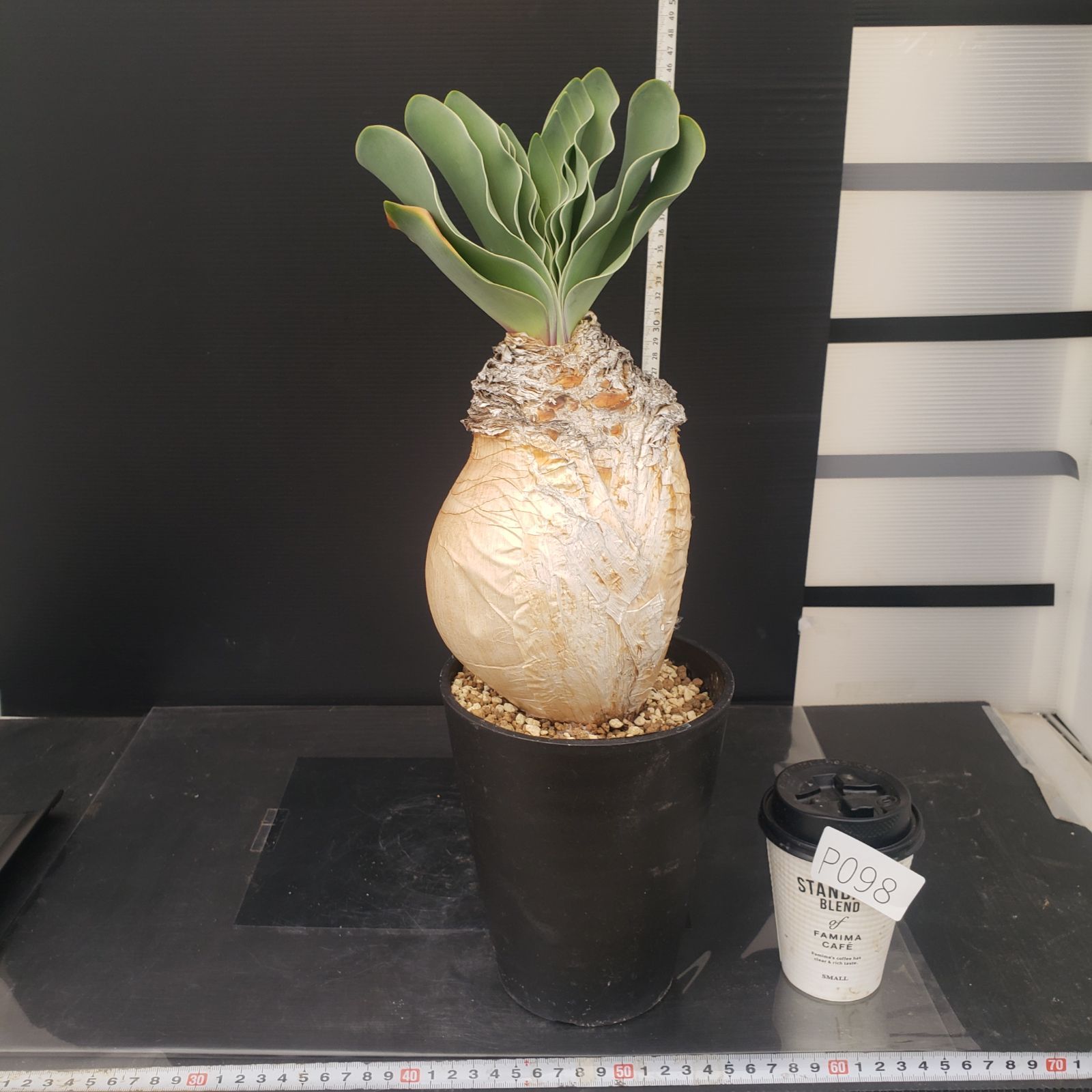 ブーファン　ハエマンソイデス　現地株 ブーファン ハエマンソイデス ② 現地株