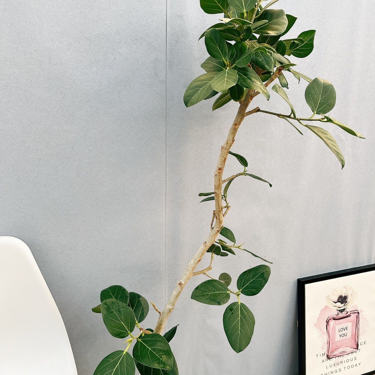 ［現品］☆人気☆ 12番　フィカス　ベンガレンシス　曲がり 8号　観葉植物 現品］99番 フィカス ベンガレンシス 曲がり 8号 観葉植物 室内 大型