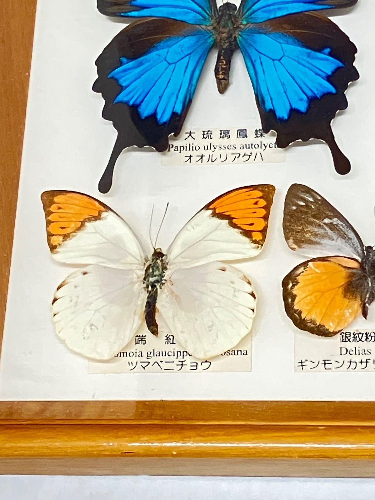 ツマベヤマキチョウ