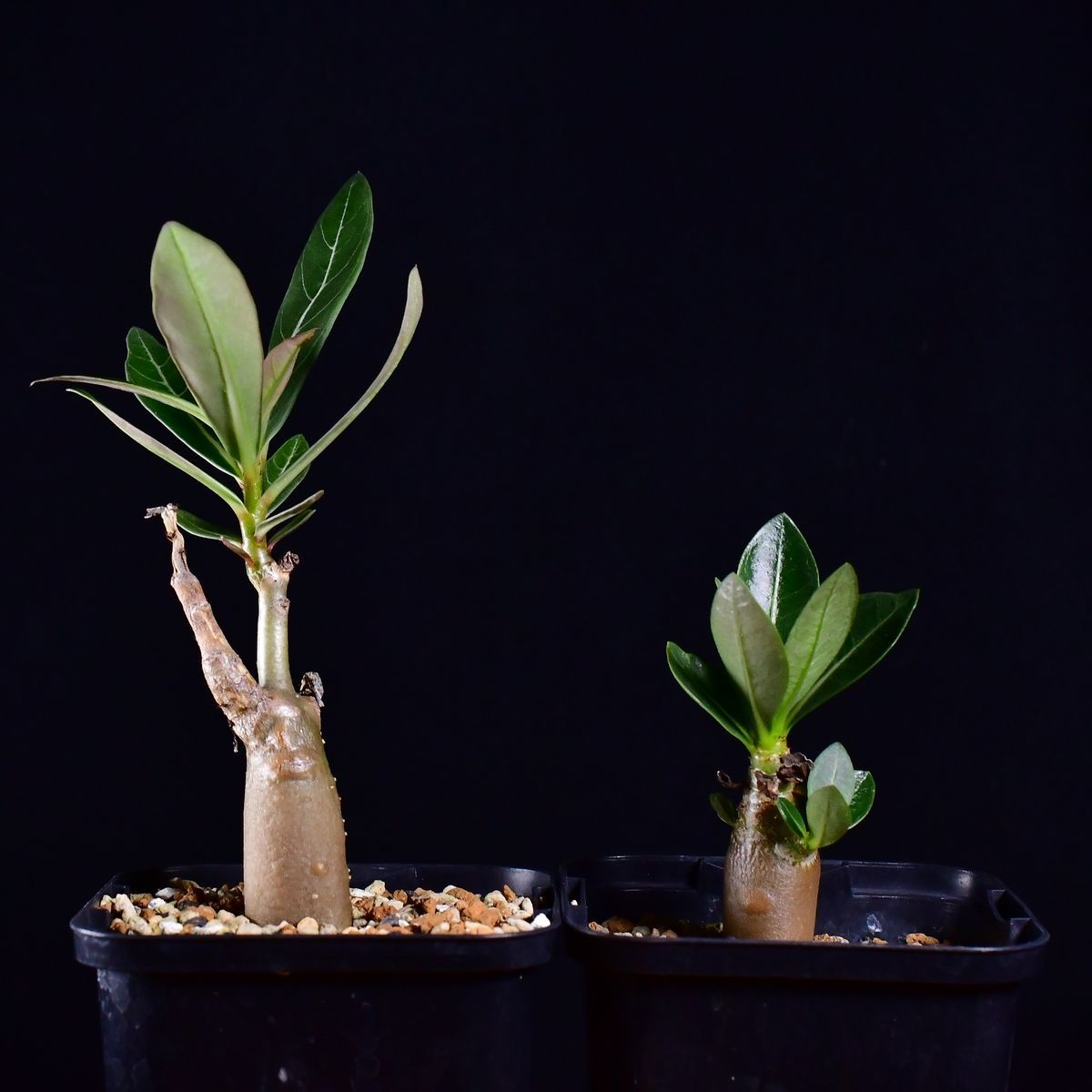 アデニウムソマレンセ　現地球発根済　鉢付き Adenium Somalense アデニウム ソマレンセ 発根済現地株 #5 | BONDEX