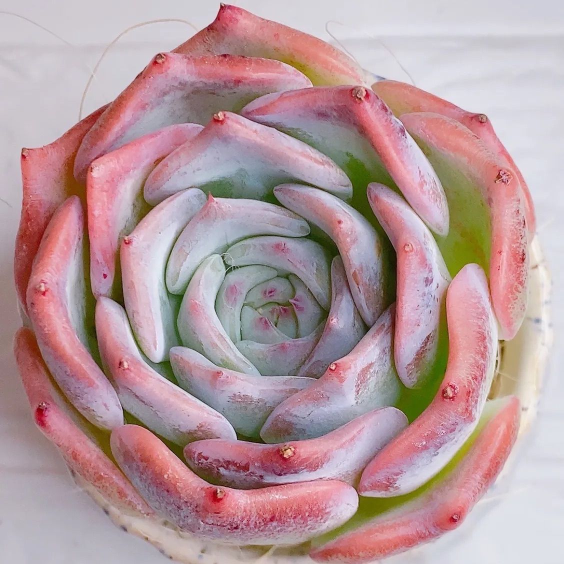 124. 多肉植物 スティルハート 650円【抜き苗】 スティールハート – 多肉植物の通販・販売サイト tawawa