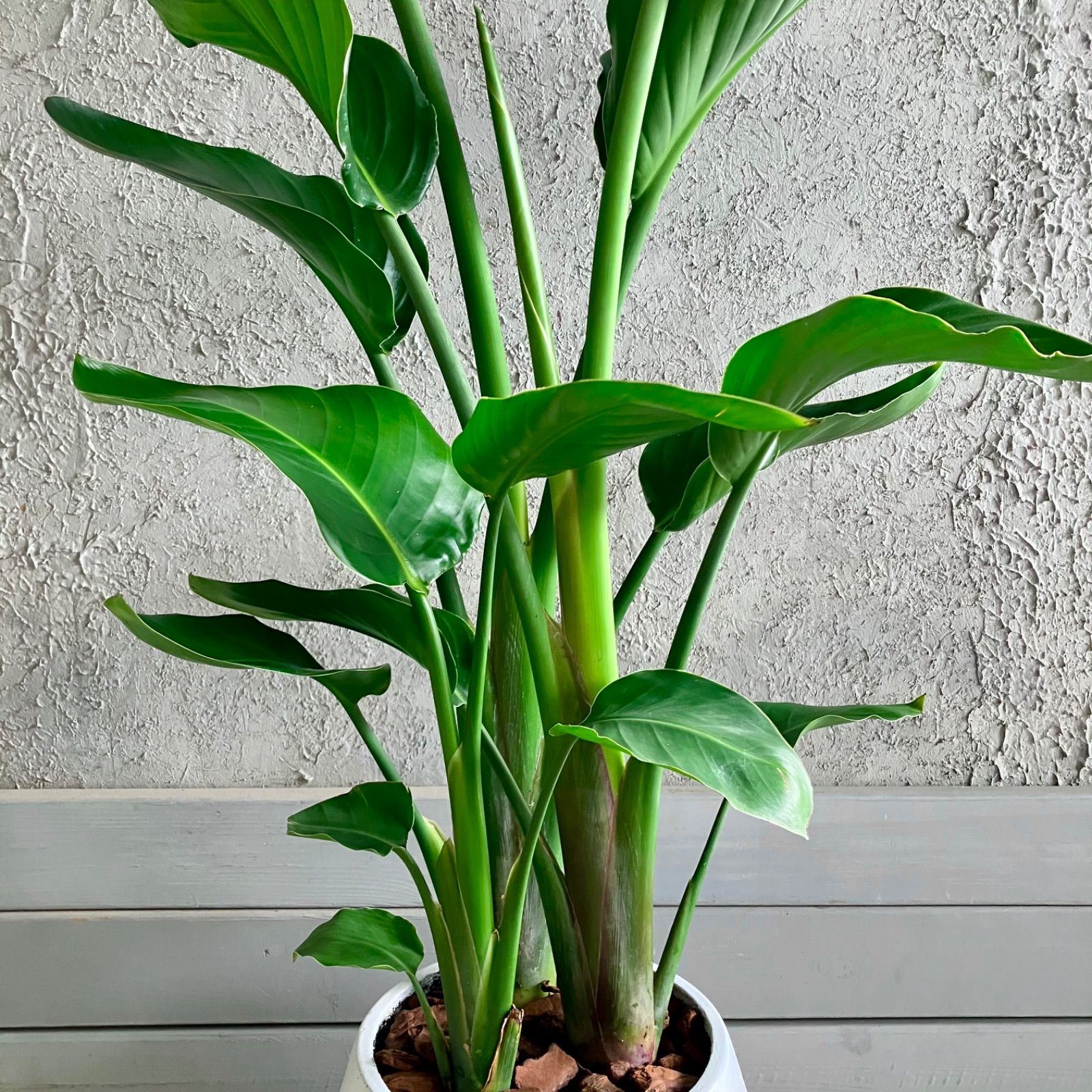 8号 テラコッタ性鉢植え