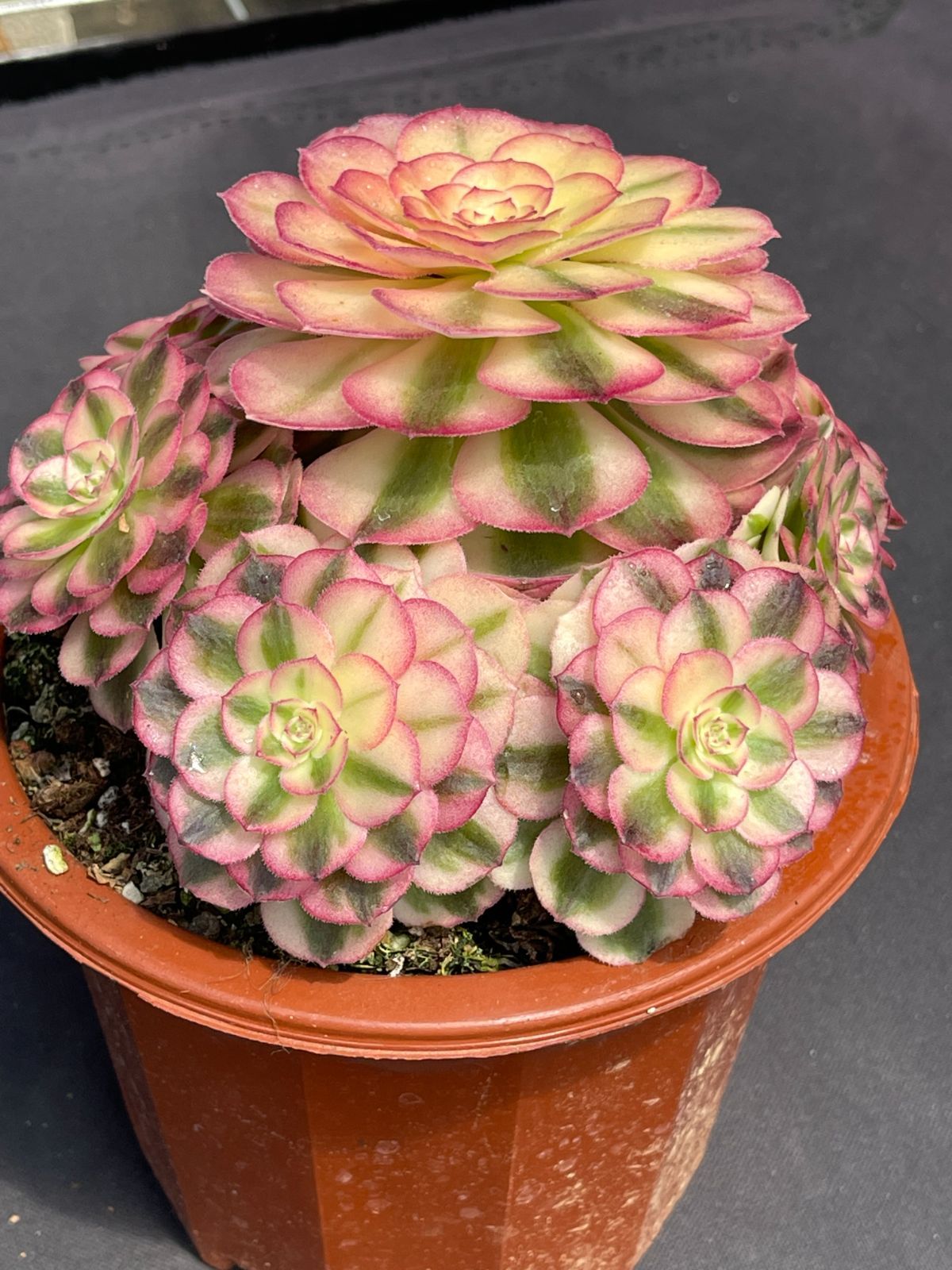 Top【選抜株】多肉植物 23486ゴールドスピンク 105個 プラグトレー苗