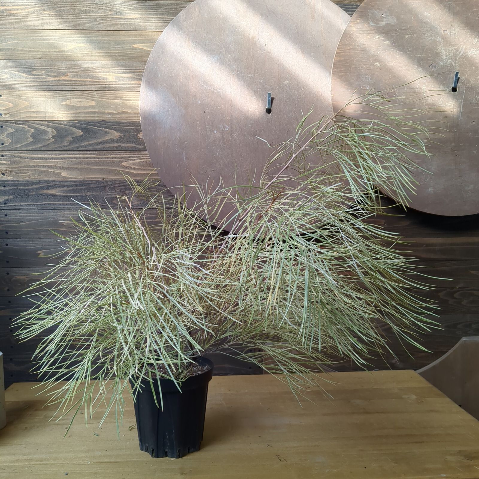 グレビレア ハニーワンダー【大苗】希少 早いもの勝ち 鉢のまま