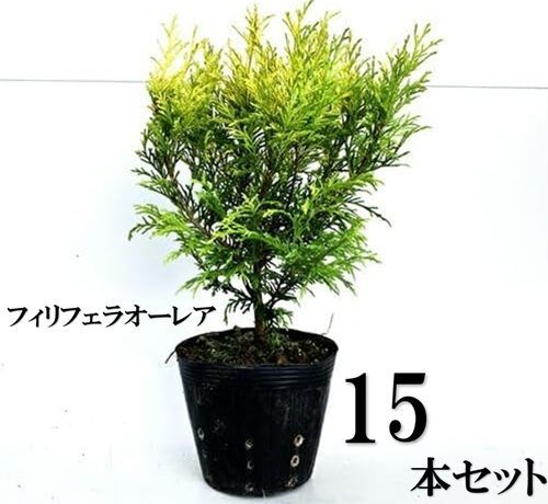 15本セット フィリフェラオー 樹高0.3m前後15cmポット