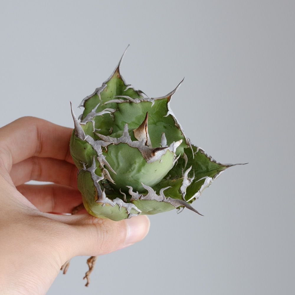 アガベ チタノタ 烈焔 中株 アガベ チタノタ 烈焔 子株付き 観葉植物