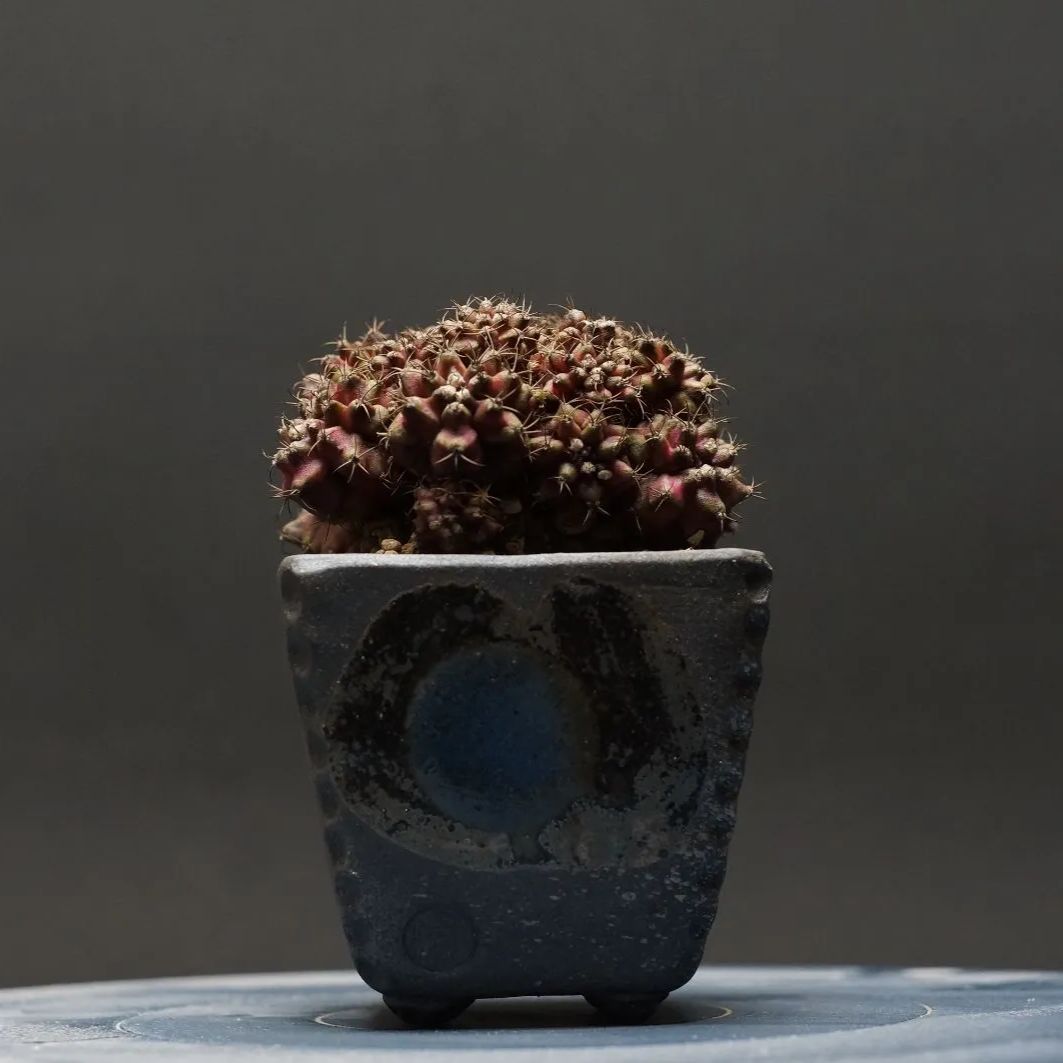 Gymnocalycium ギムノカリキウム T-REX 管理2196