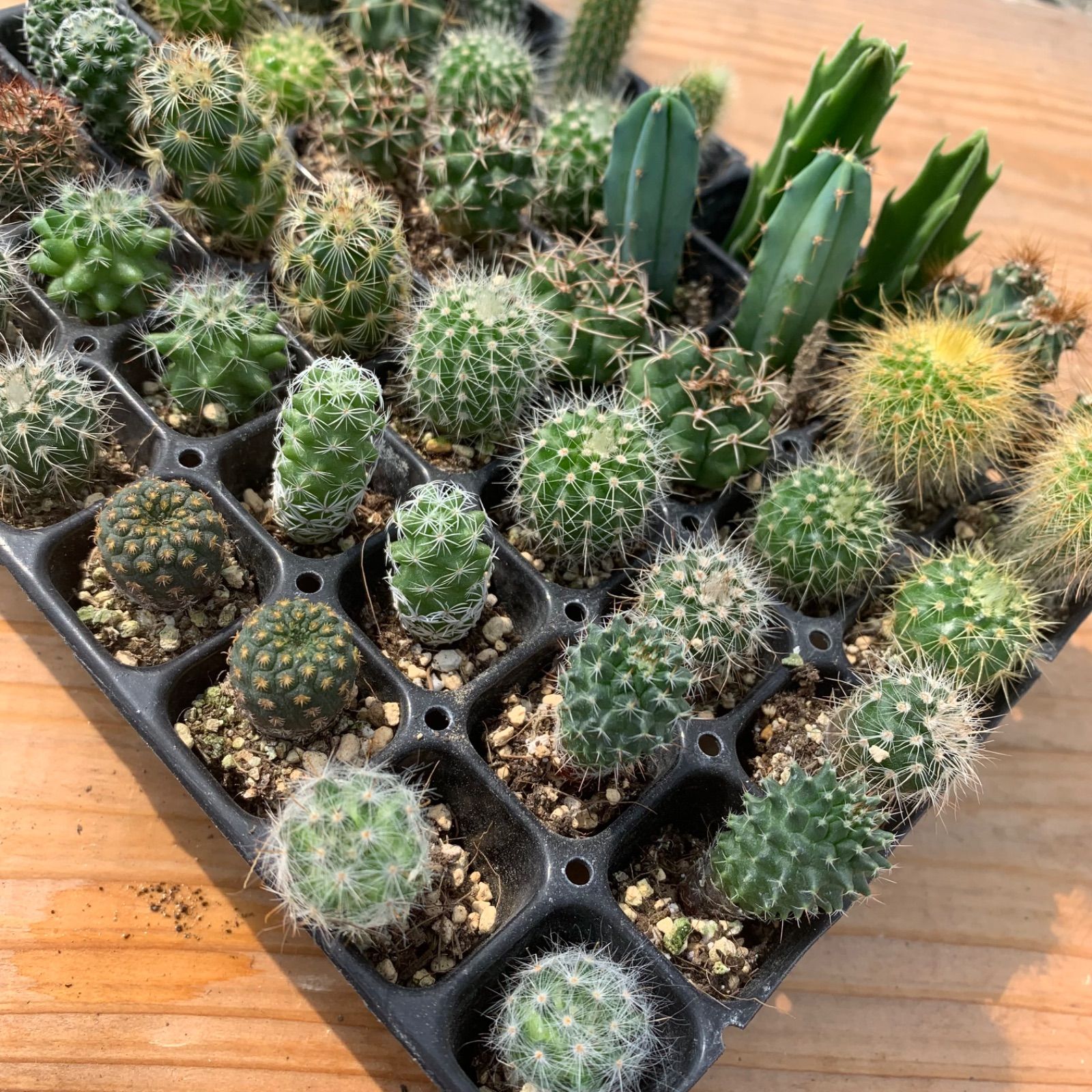 【専用出品】サボテン　ミニサボテン　抜き苗　おまかせ　100個　2セット 寄せ植え 【専用出品】サボテン ミニサボテン 抜き苗 おまかせ