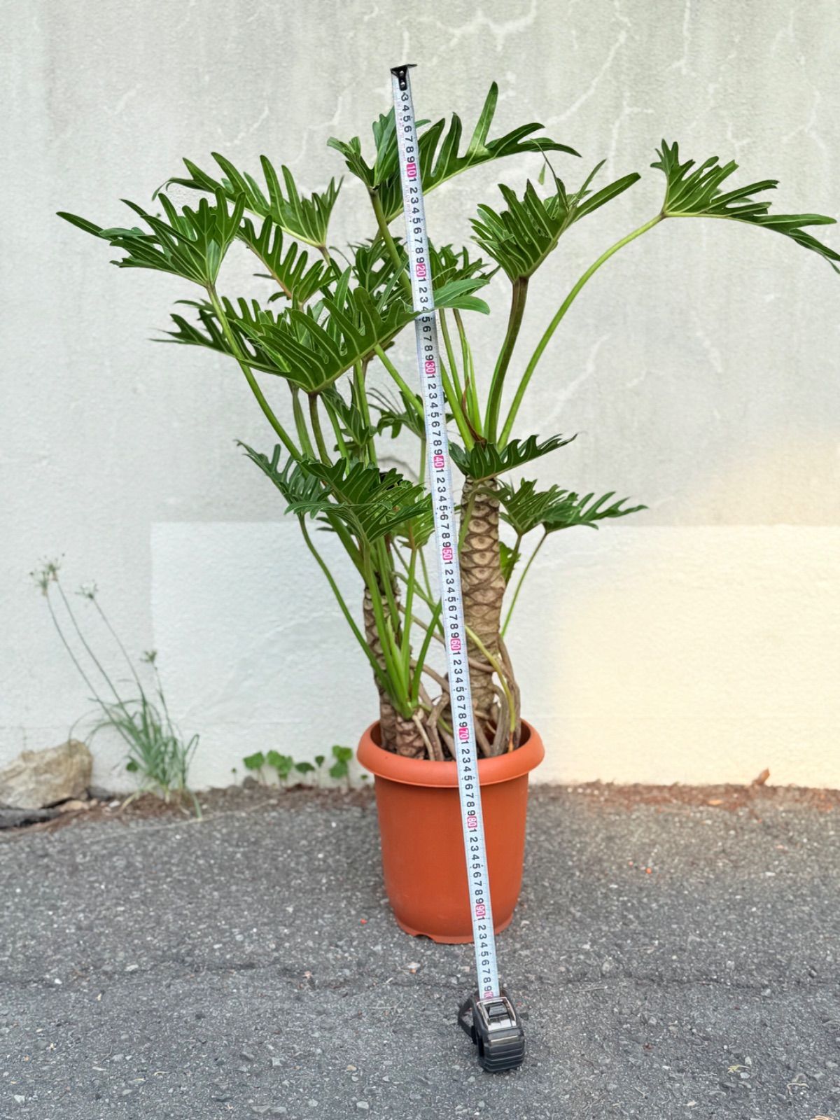 フィロデンドロン ジャイアントザナドゥ