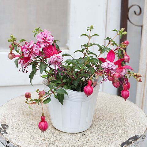 フクシアの寄せ植え: Honoka's gardening memo