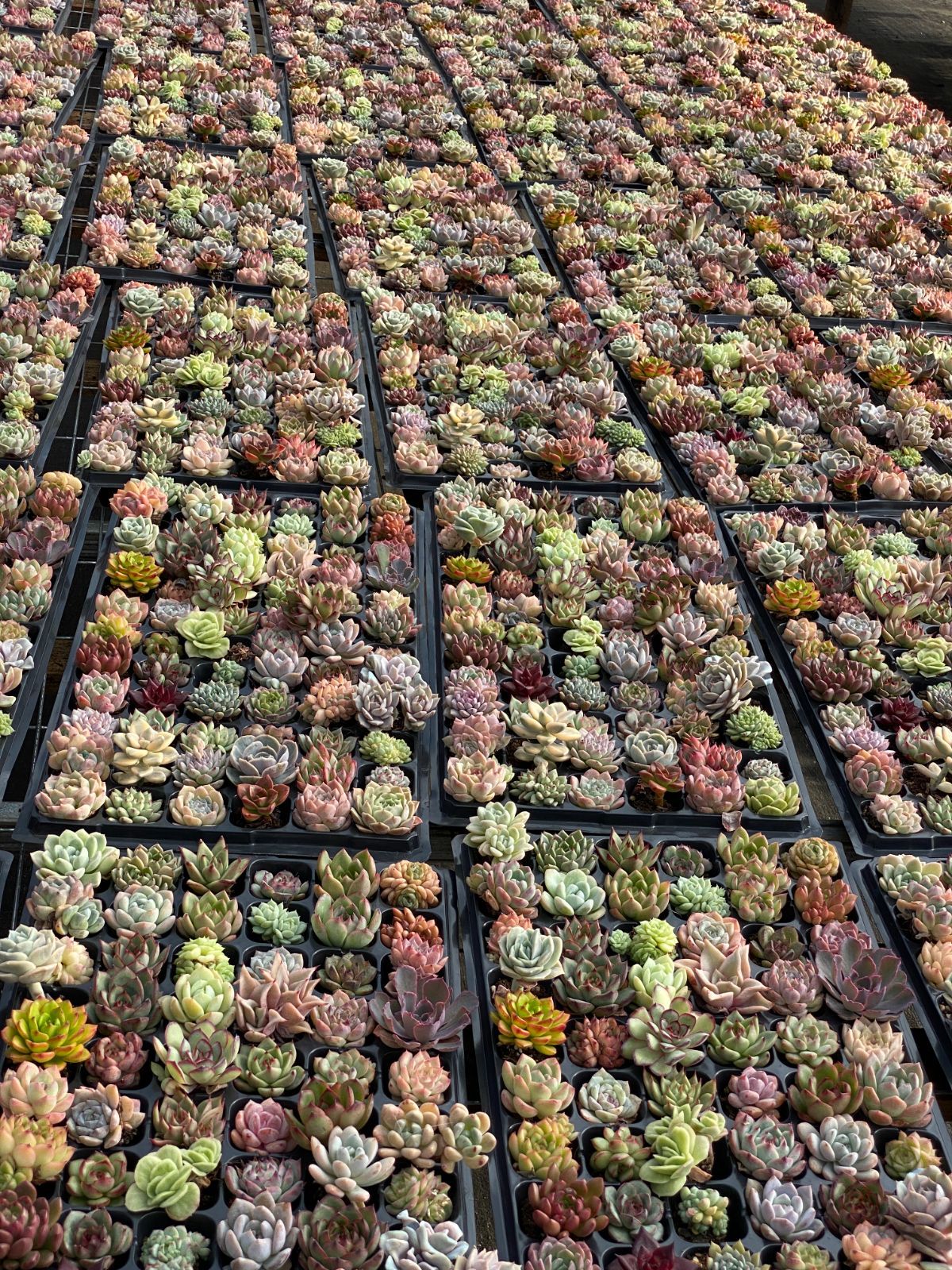 新入荷 多種類セット NT05×72苗 土付き 詰め合わせ 多肉植物