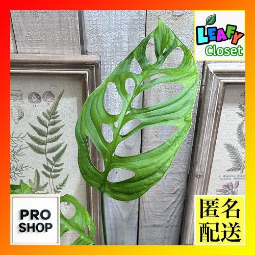 観葉植物 モンステラ エスケレート 5号(おまかせ1鉢) インテリア
