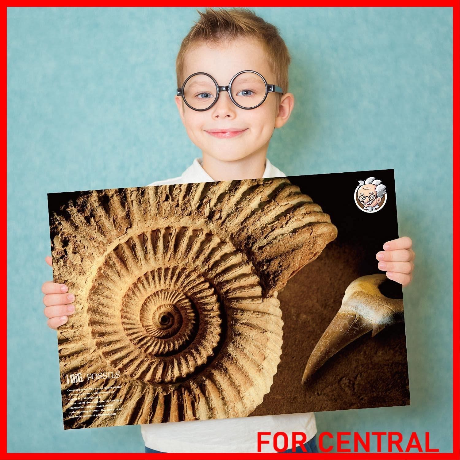 数量限定】XXTOYS 化石発掘キット 化石標本 化石 発掘 キット