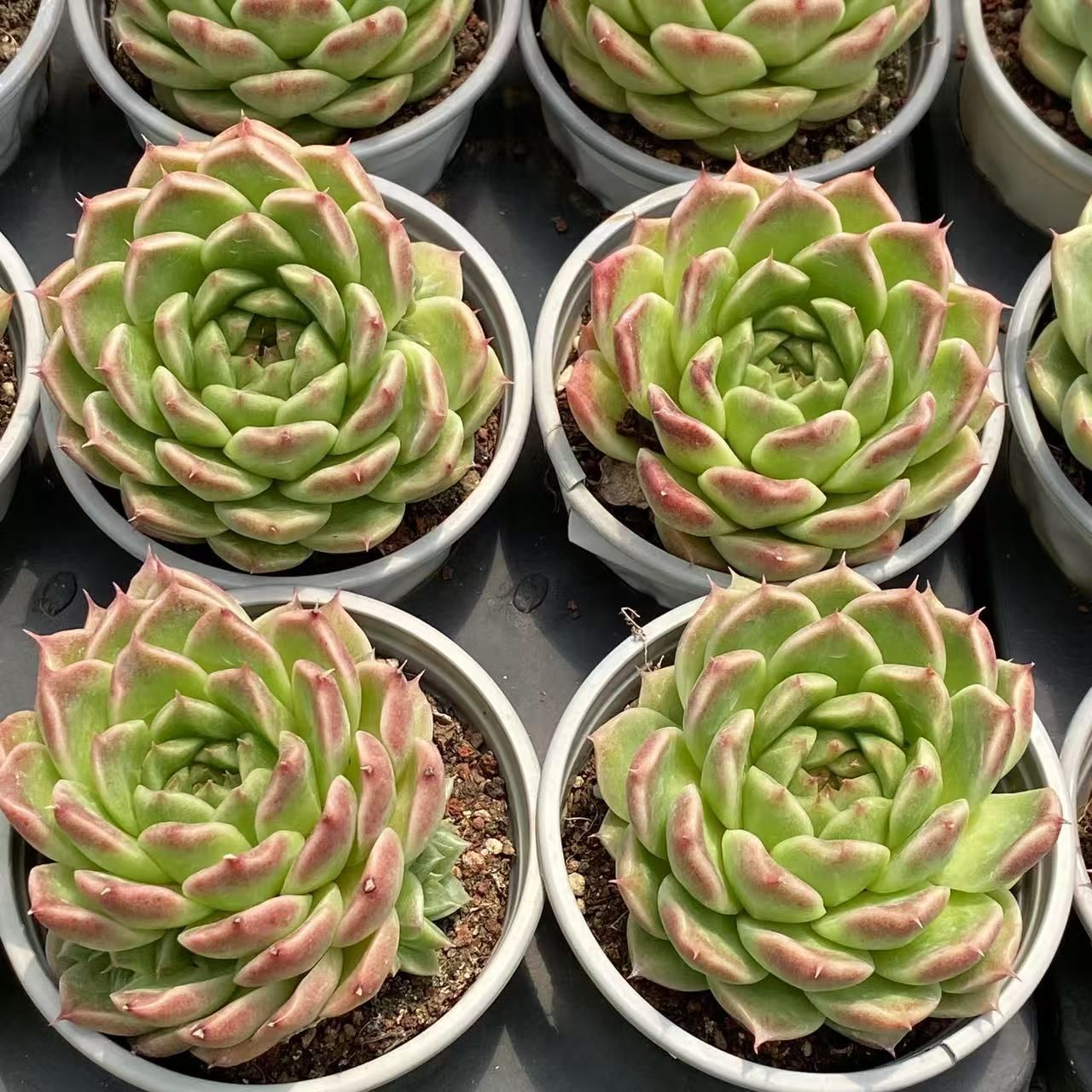 多肉植物 佐川急便発送