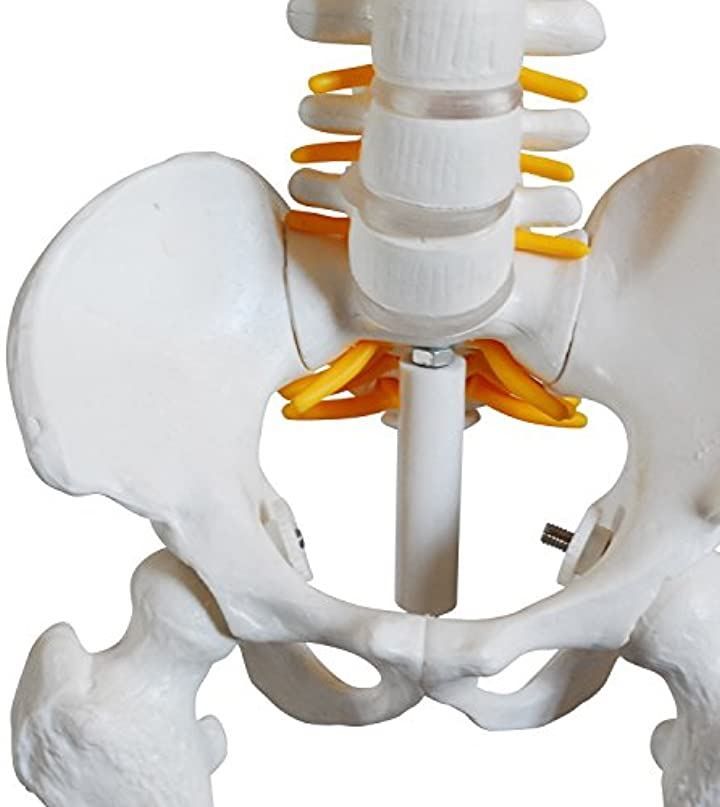 楽天市場】人体模型 脊椎骨盤模型 脊柱 脊髄 脊椎模型 脊椎骨模型 ミニ