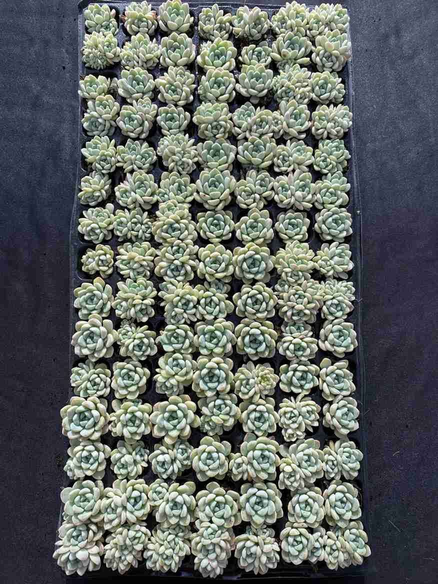 現品】オリーブ ネバディロブランコ 7号 黒鉢（2） オリーブ