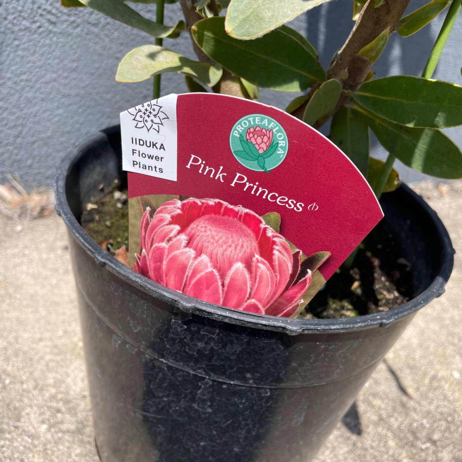 プロテア　ピンクプリンセス　7号 プロテア：ピンクプリンセス 7号鉢植え25-01 の通販 | 園芸ネット