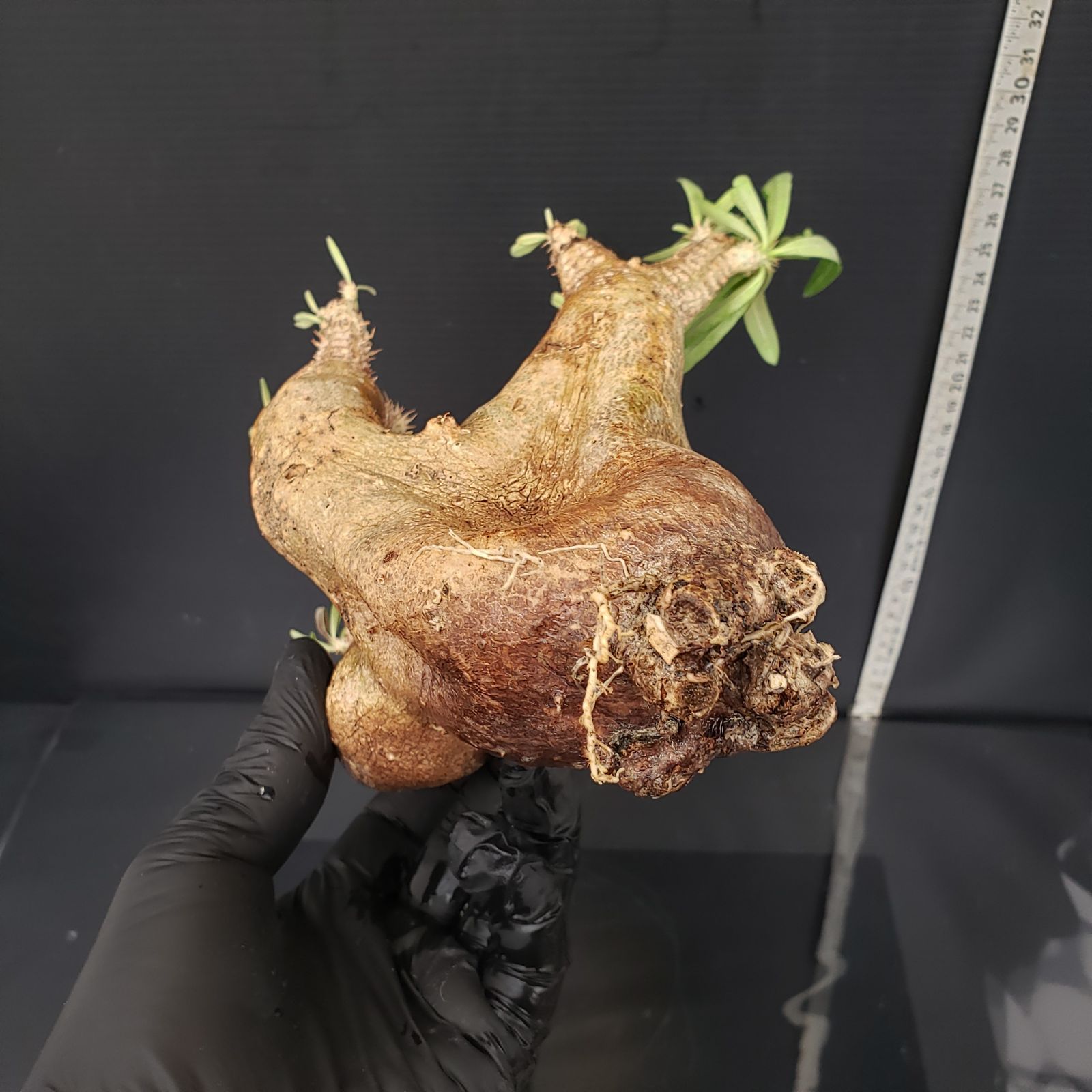 P275【自社養生・発根株】Pachypodium イノピナツム（現地球