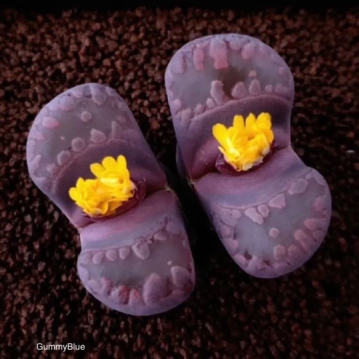 リトープス 大津絵系 キスキーグラナット 紫大津絵 Lithops otzeniana