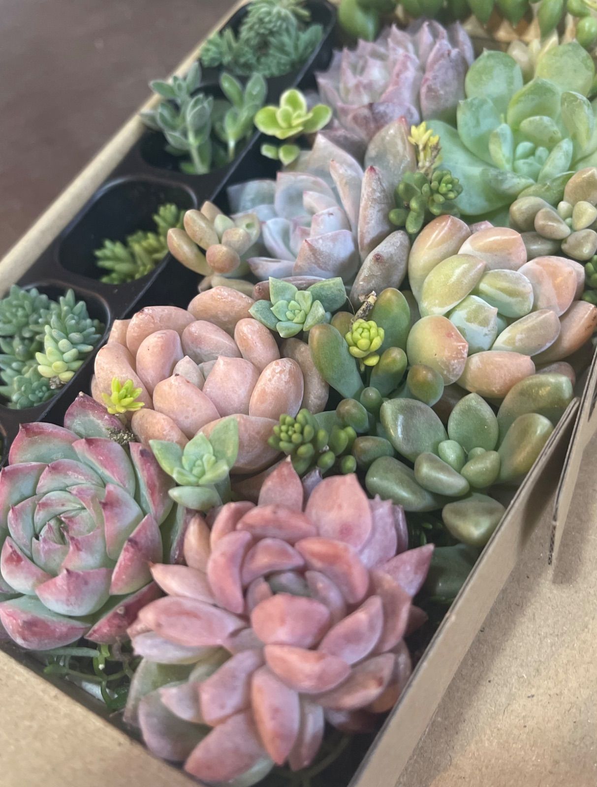 多肉植物 多肉植物詰め合わせセット 寄せ植えセット セダム エケベリア