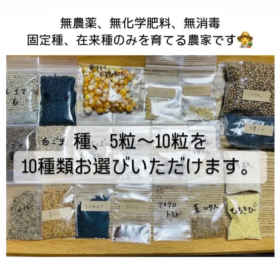 匿名配送】ワイルドレタス 種子 10粒 印象深い