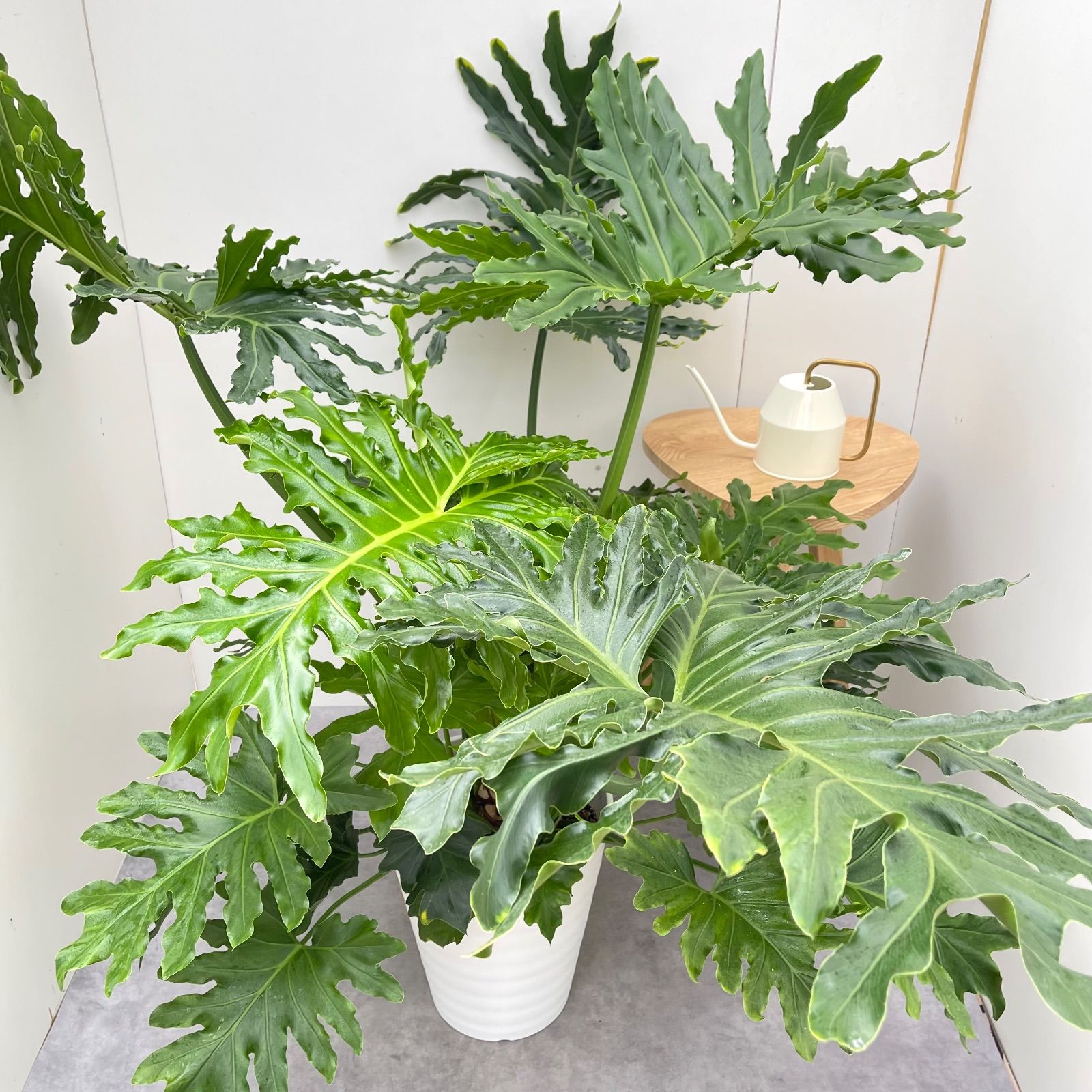 セローム 根上がり