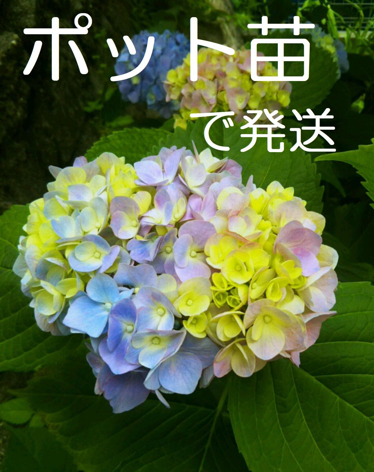 メルカリshops ポットで発送 紫陽花 アジサイ 7 5cmポット苗 当年枝春挿し木苗 頂芽