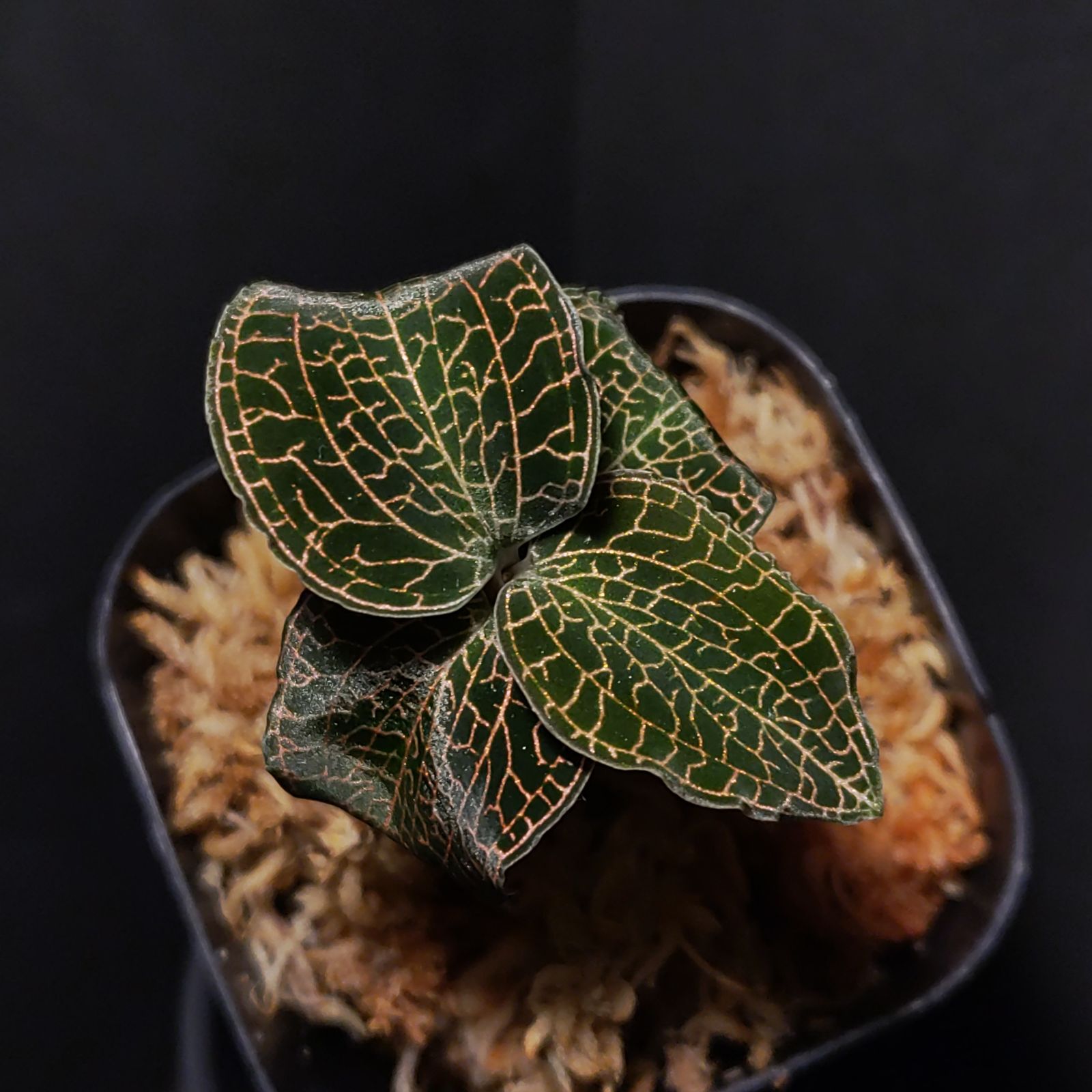 アネクトキルス cf. ロクスバーギー 斑入先祖返り ジュエルオーキッド