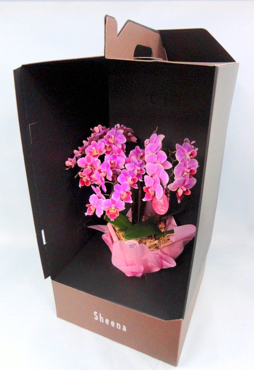 クリスマスローズ ポーセリンdd 6号サイズ 大木ナーサリー