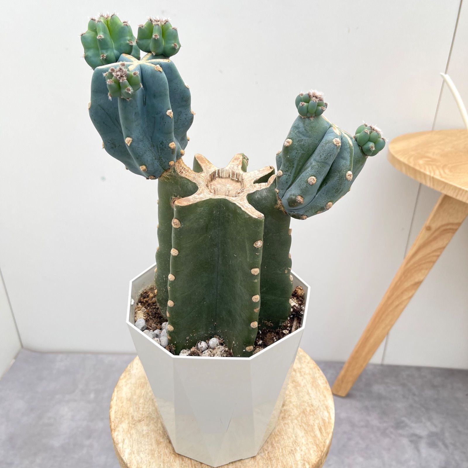 柱サボテン　ブランチ　11 11年物の柱サボテンブランチ 【公式通販】