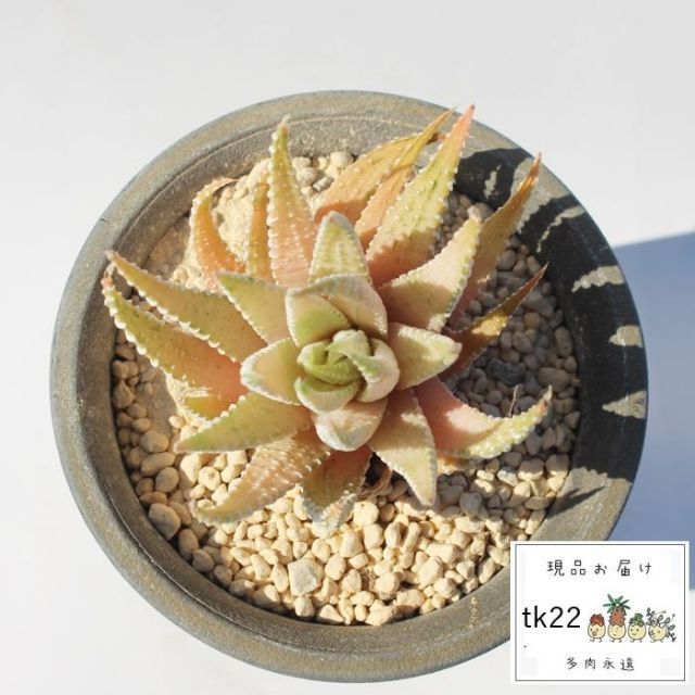 おまとめ ハオルチア 白蝶 抜き苗 ♪多肉植物 ♪ ハオルチア♪ 白蝶