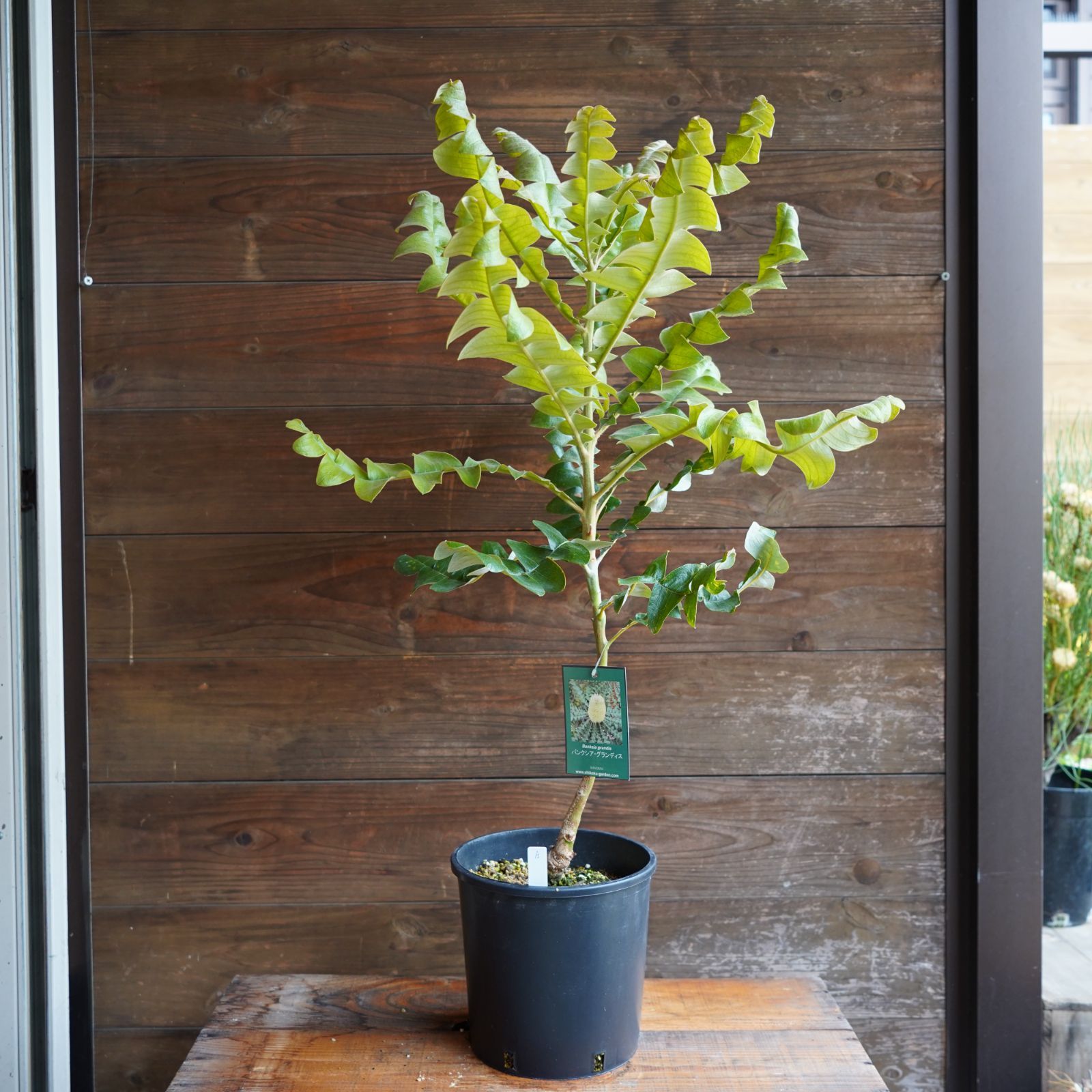 ちんちらページ　バンクシア　グランディス　鉢植え　苗　オージープランツ バンクシア ”グランディス” A オージープランツ 現物発送 - メルカリ