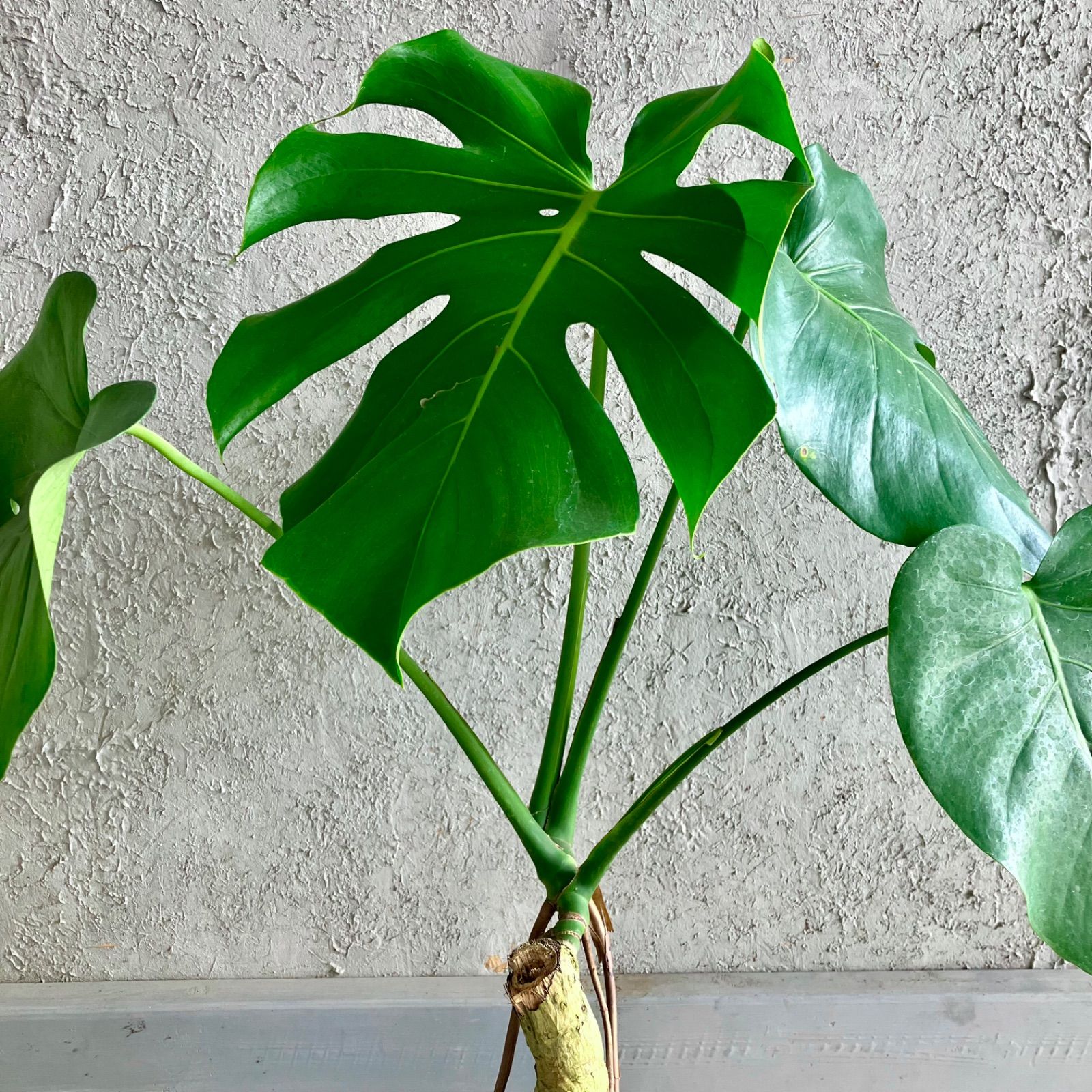 美形 根上がり モンステラ デリシオーサ 9号 テラコッタ鉢植え