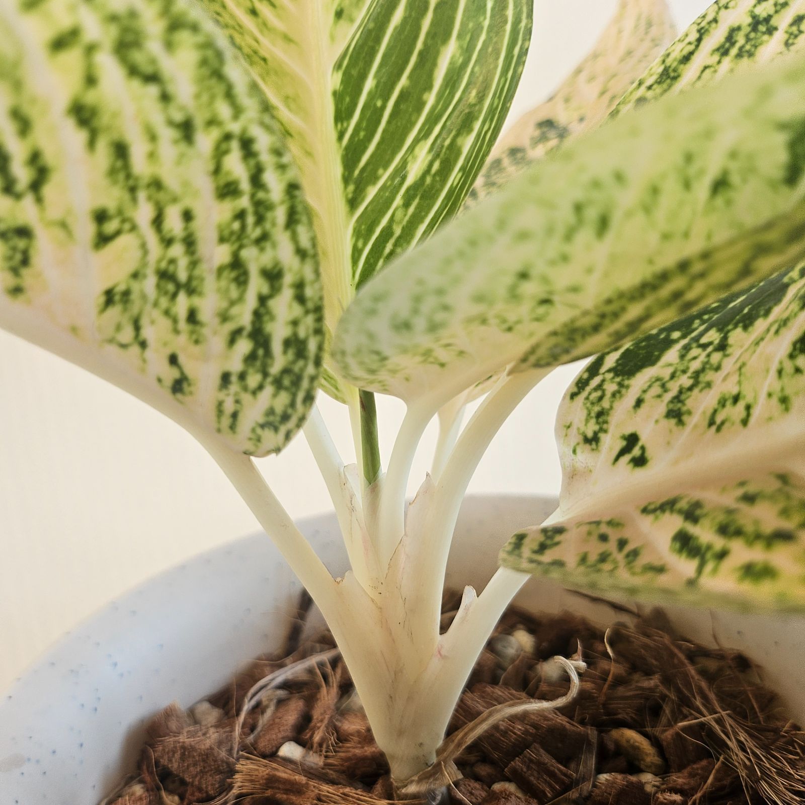 アグラオネマ Sp. ホワイトレガシー》 Aglaonema Sp. 'White Legacy