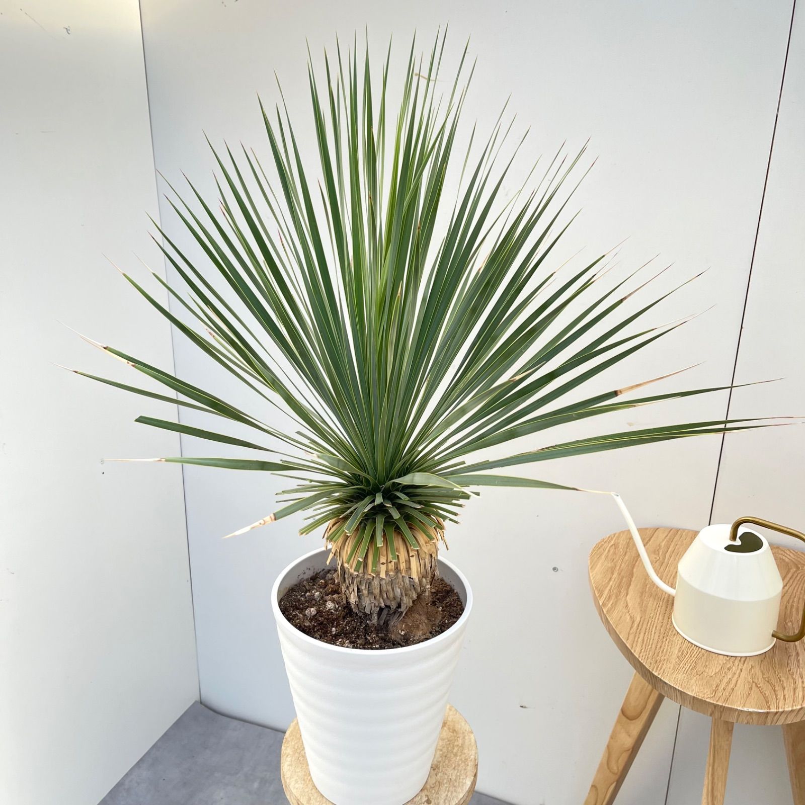 売約済※ユッカ ロストラータ サファイアスカイズ 5【現品】 ☆希少