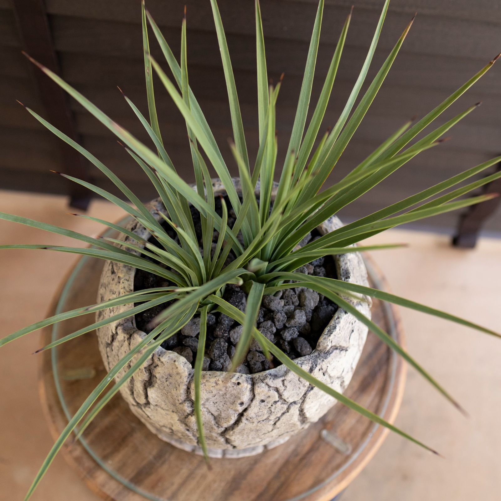 ユッカ ウィップレイ 2株植え 耐寒性常緑低木 7号 恐竜のたまご