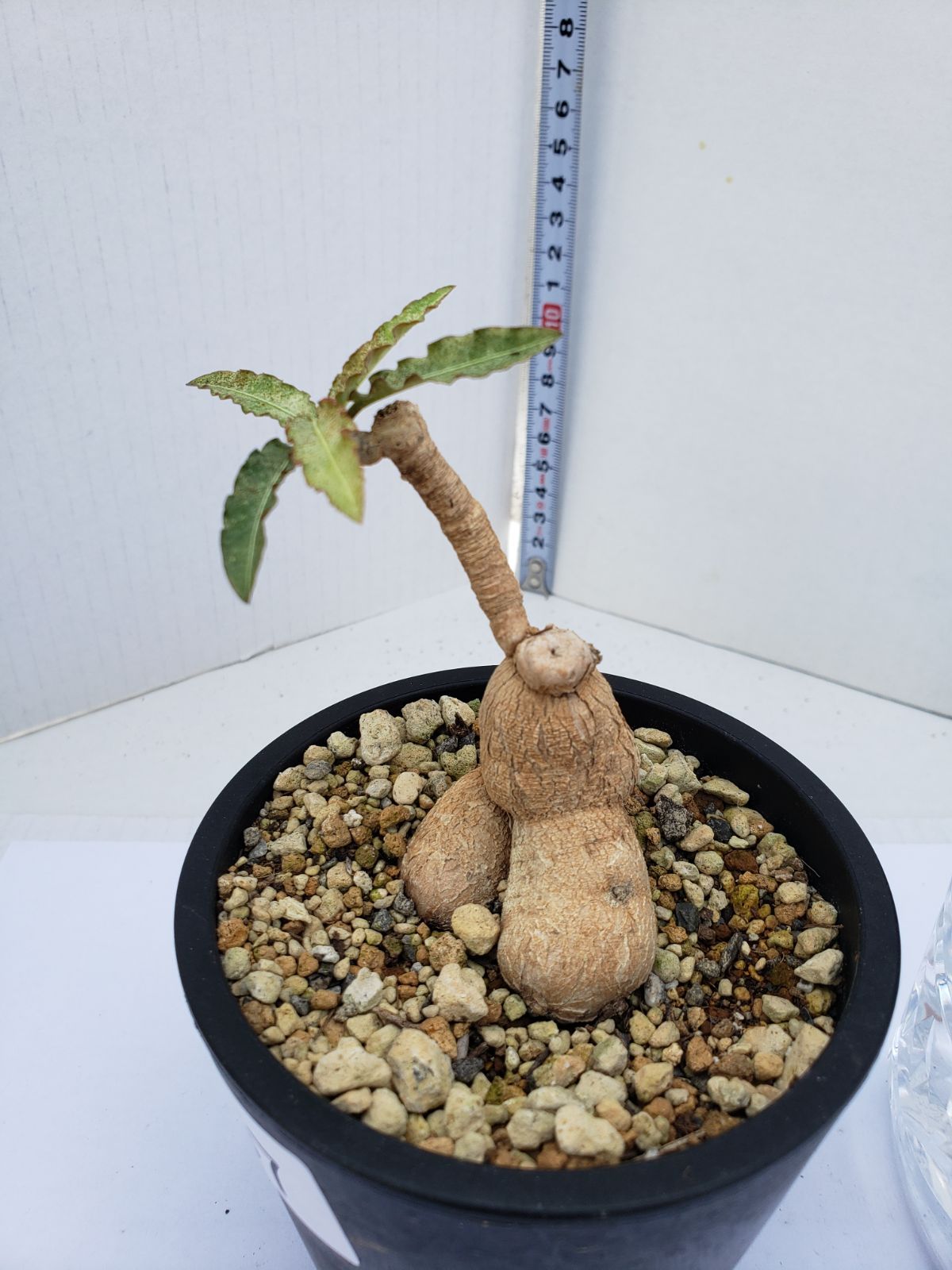 イ4473 「多肉植物】ユーフォルビア クレメルシー【斑入り・発