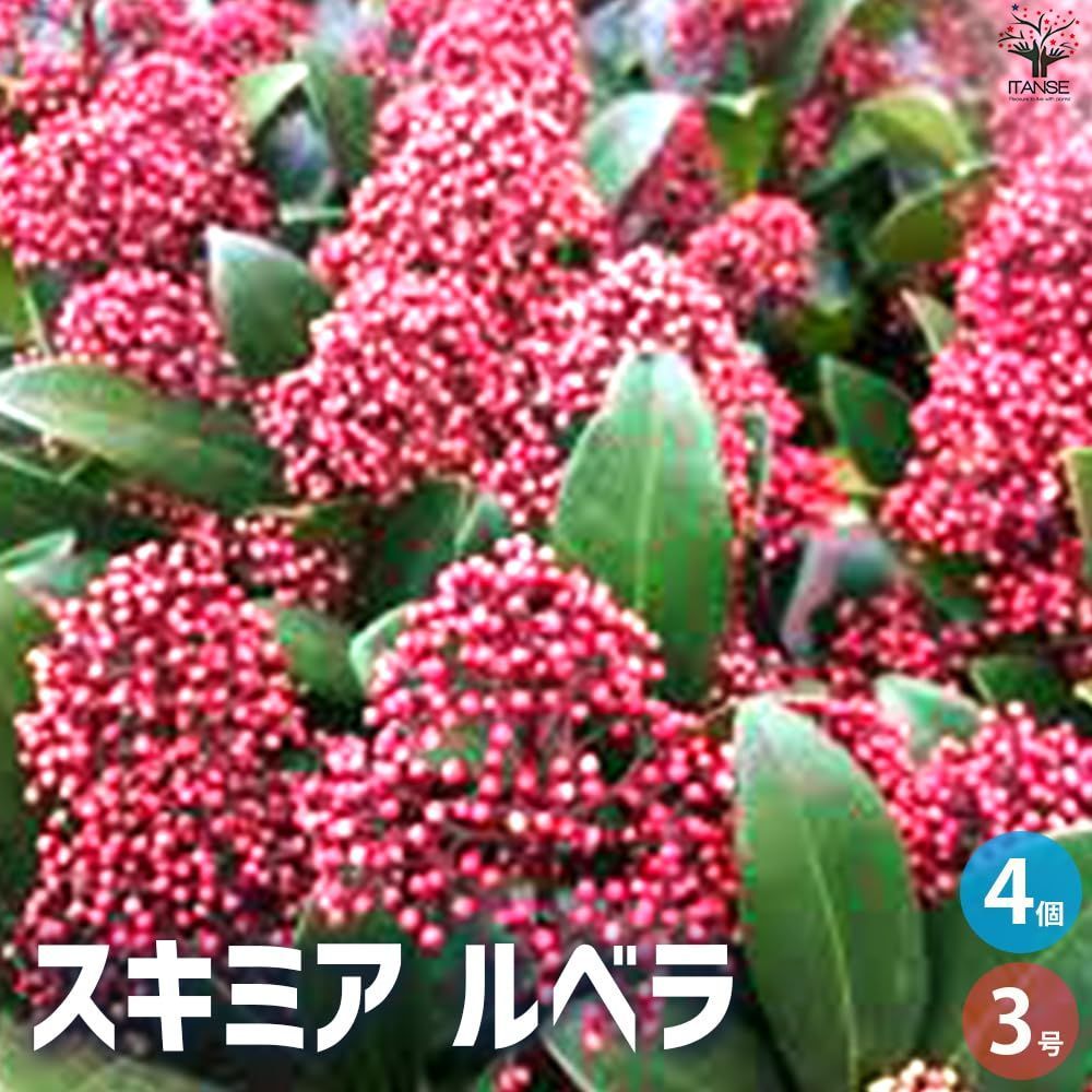 です