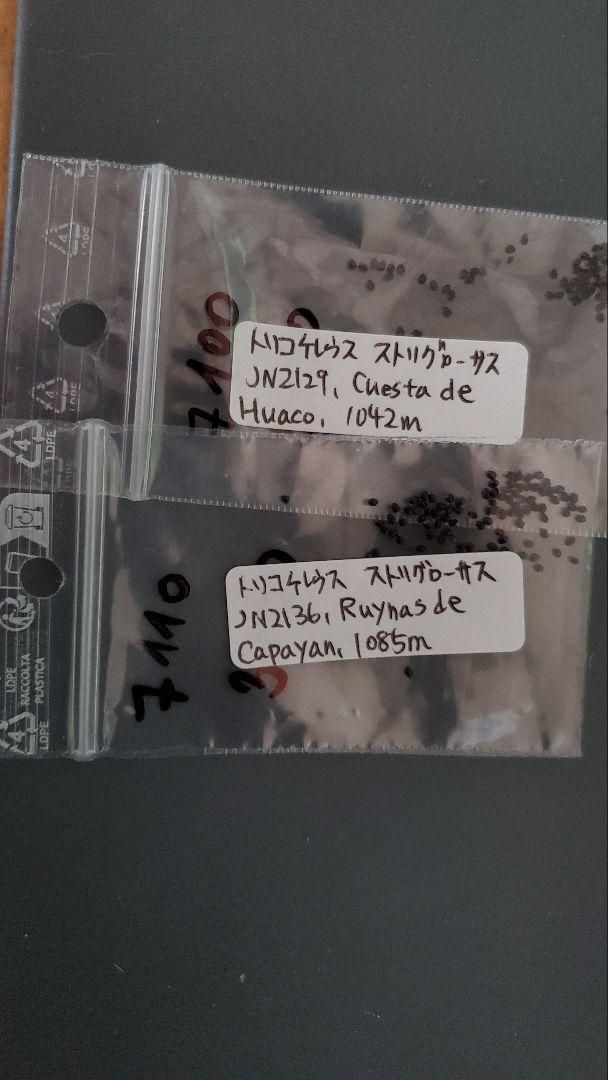 トリコケレウス 種子45種類