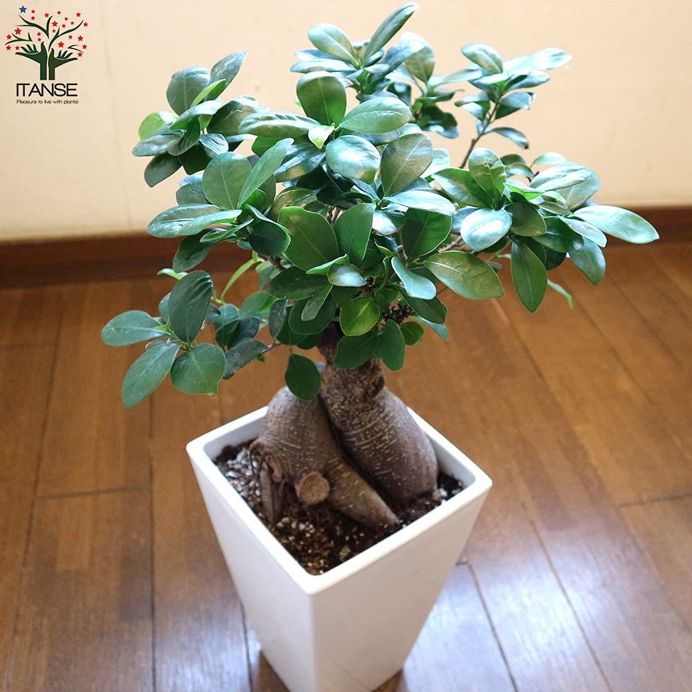 ガジュマルの木を支える支柱根となります