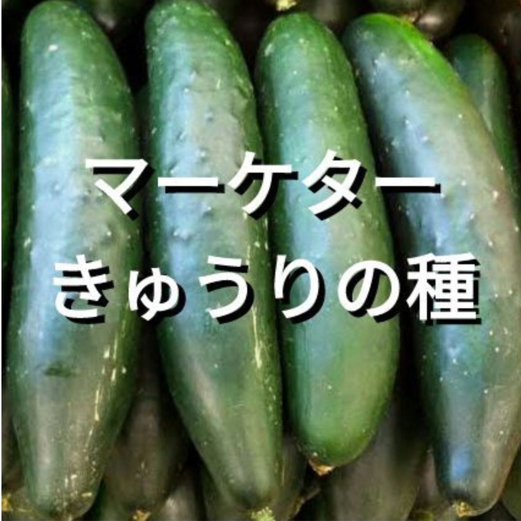 マーケターきゅうりの種(Marketer Cucumber・固定種) - メルカリ