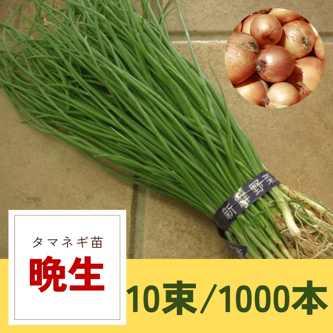玉ねぎ苗 1000本 【公式通販】