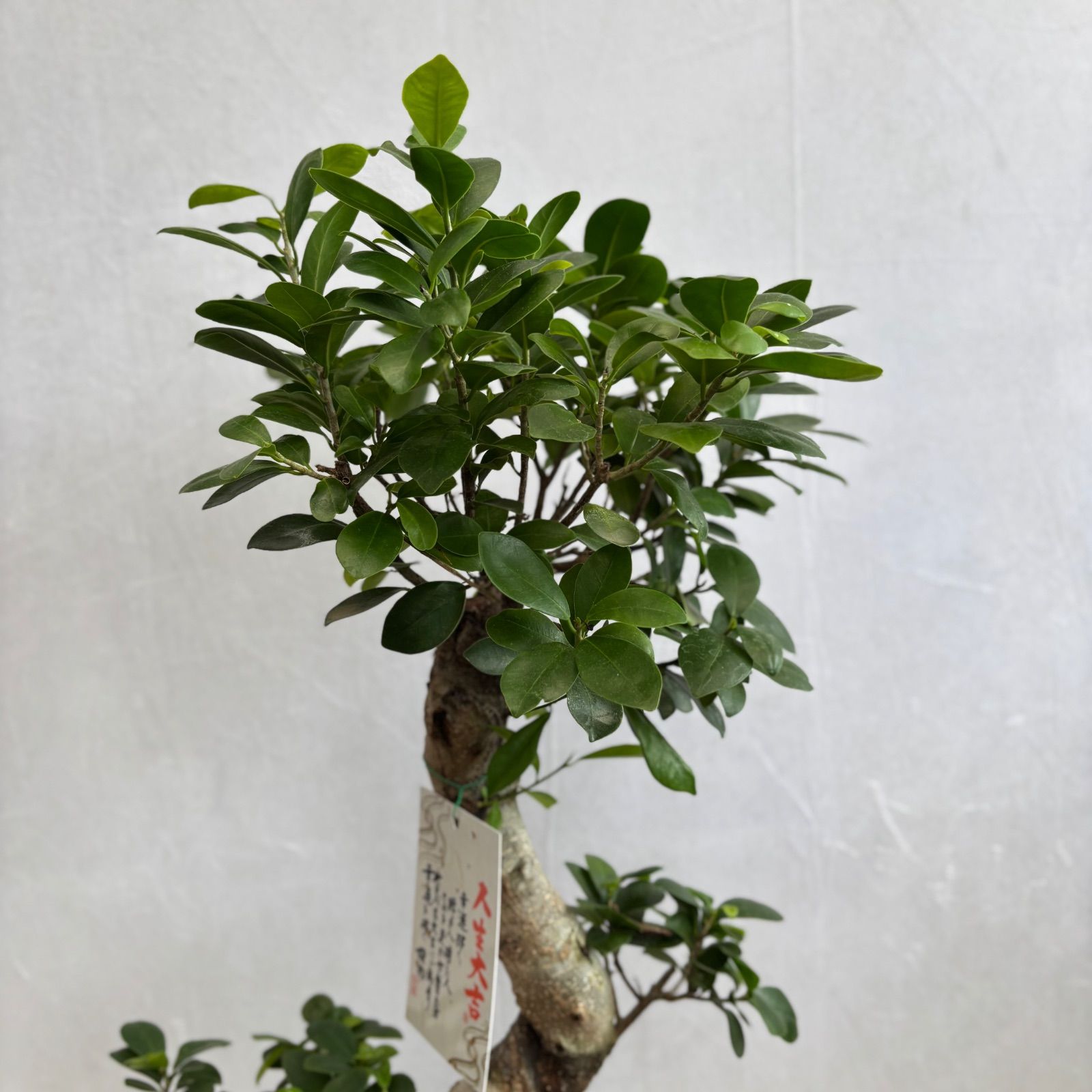 フィカス☆ 人気植物 ガジュマル 昇り龍 縁起物 楽天市場】観葉植物 大型 ガジュマルの木 フィカス 昇り竜 8号