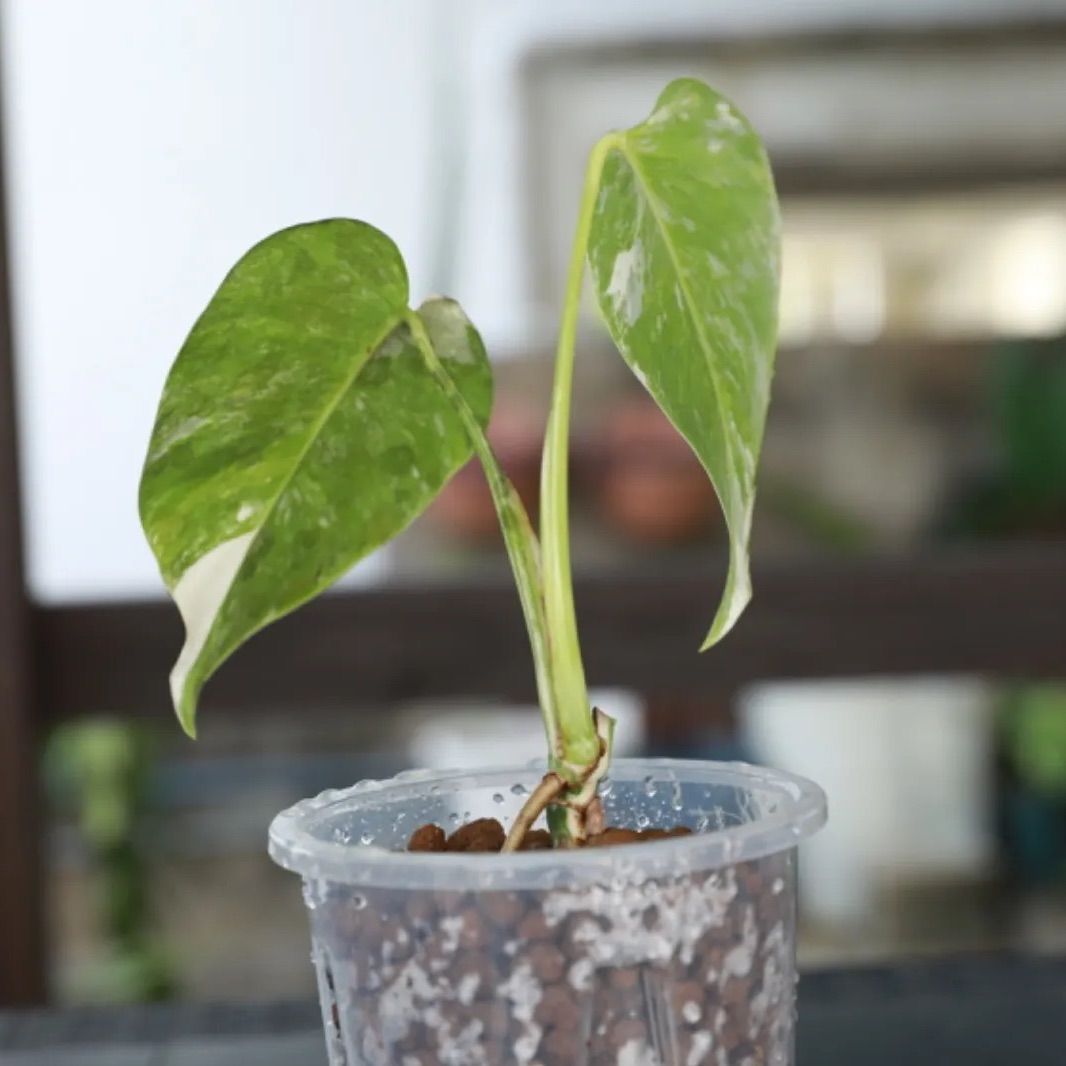 モンステラ ボルシギアナ フルミント 観葉植物 待たす 斑入り