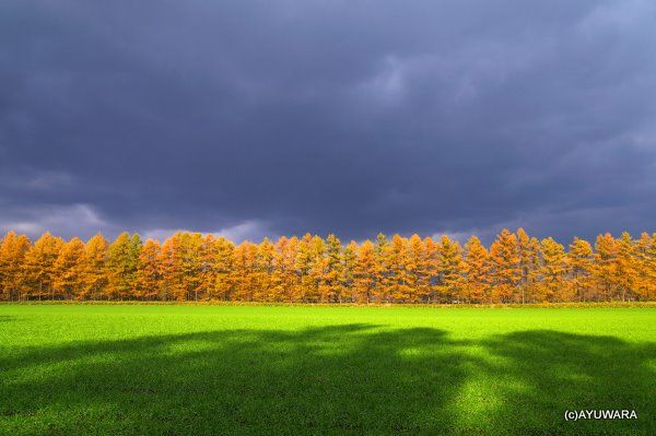 カラマツの紅葉7