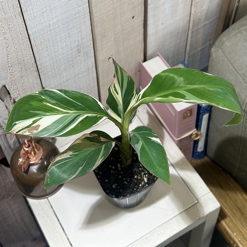 観葉植物 葉傷みあり ムサノノ(ピンク斑入りバナナ) 3.5号ポット