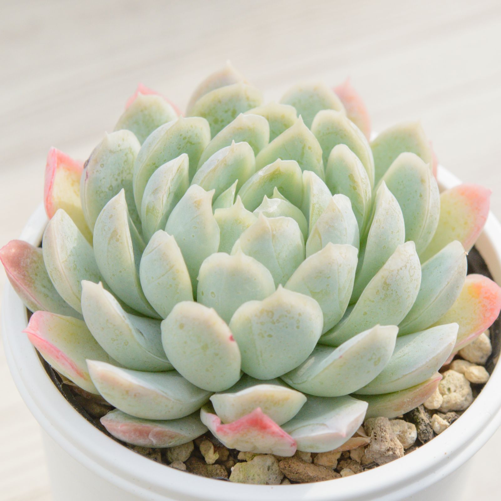 ピンクエンジェル【多肉植物】【エケベリア】 - メルカリ
