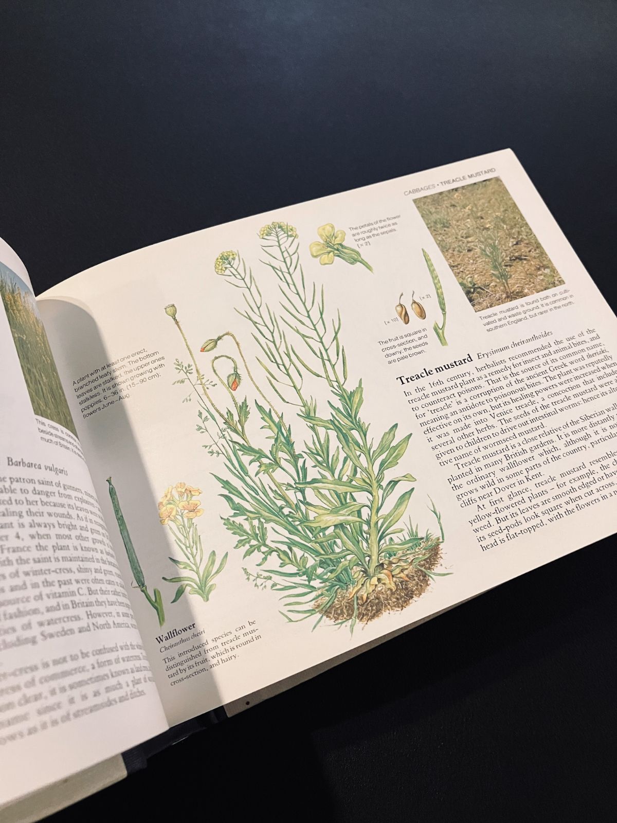 イギリスの野生植物図鑑 Wild Flowers of Britain - メルカリ