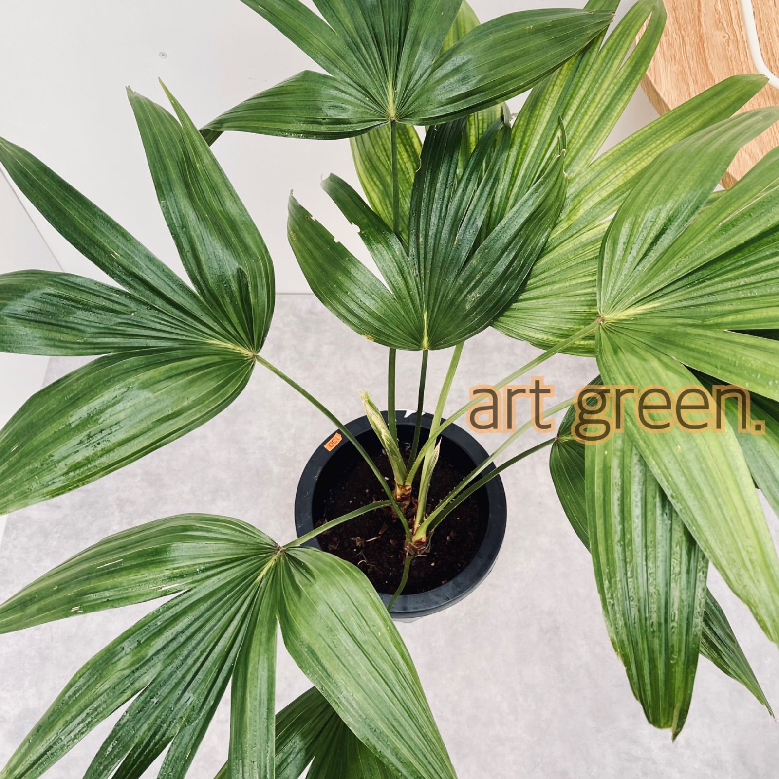 art green. - メルカリShops